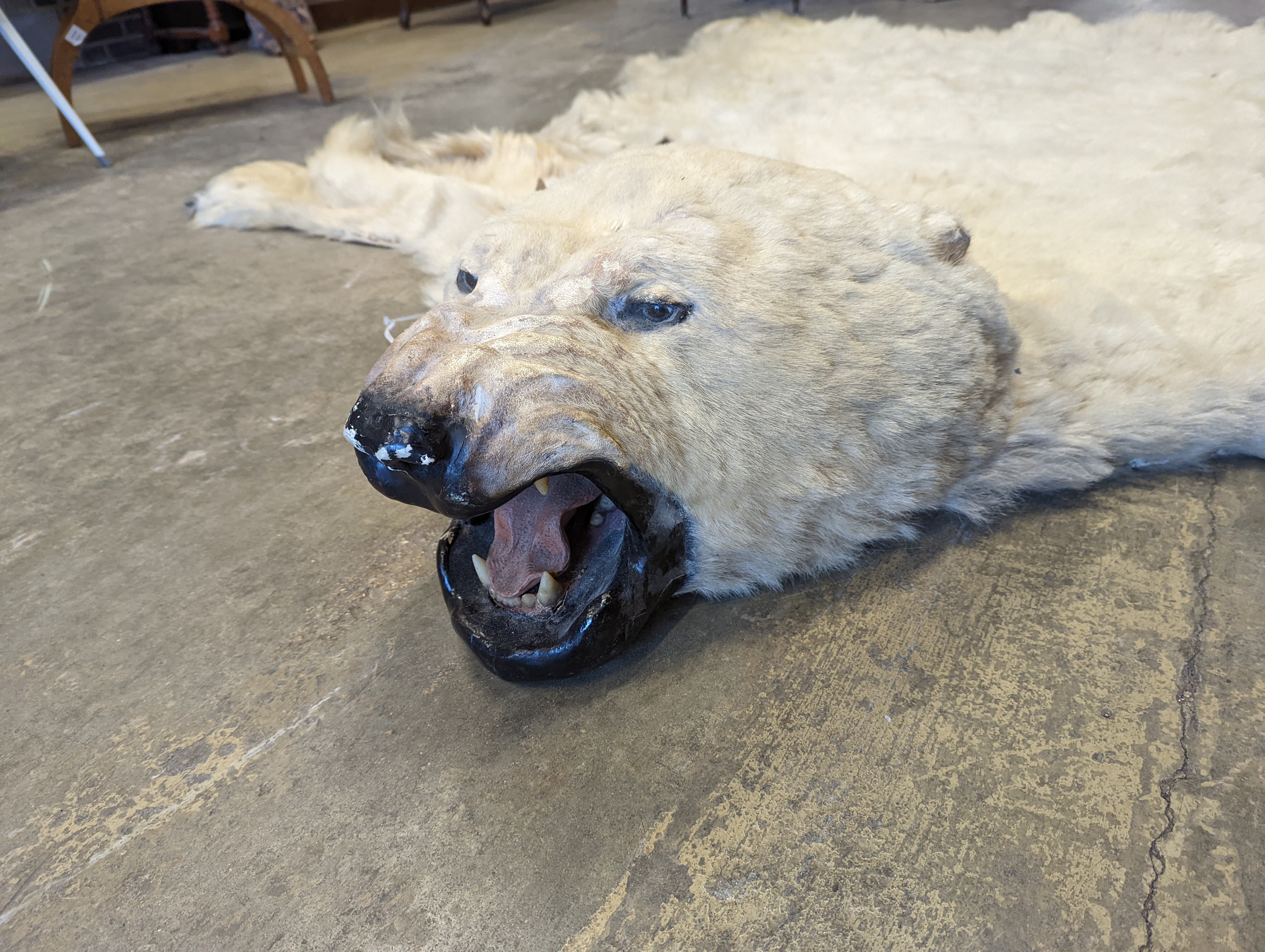 Taxidermy, Polar bear skin (Yrsus Maritimus), a large adult skin rug with head mount, mouth open, pads with claws, backed onto canvas, nose to tail approx. 260cm